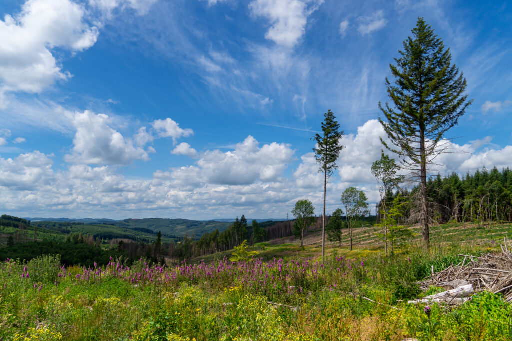 Wald in Arnsberg